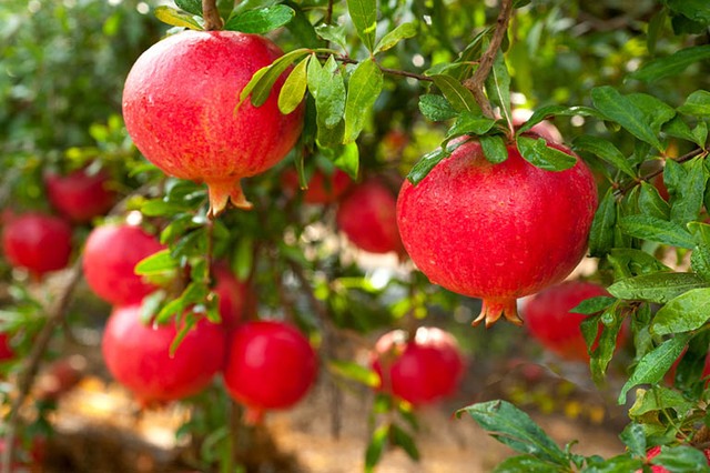 Quả lựu - Lợi ích sức khỏe tuyệt vời từ loại trái cây có vẻ đẹp rực rỡ - Ảnh 2.