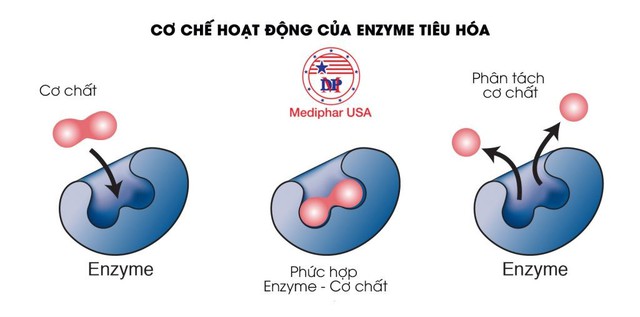 Bật mí cách dùng men tiêu hóa hiệu quả  - Ảnh 1.