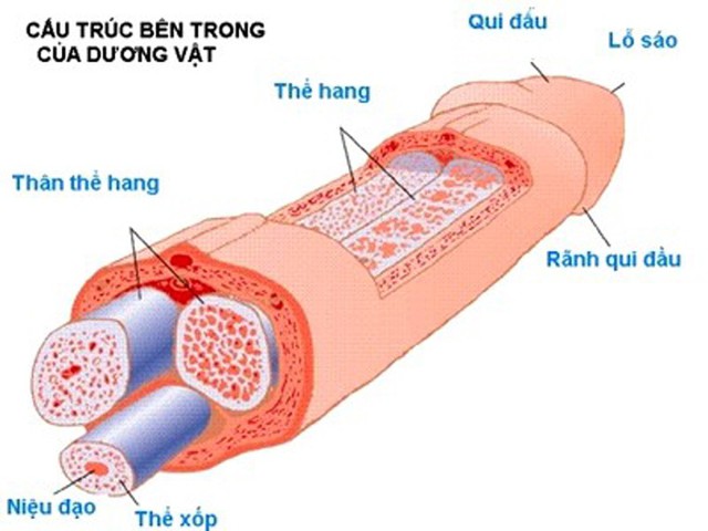 Cách xử trí nếu gặp phải tai nạn đối với “cậu nhỏ - Ảnh 2.