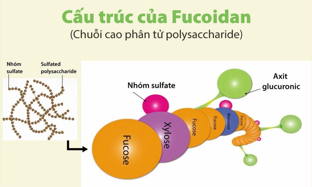 Tìm hiểu về cấu trúc phân tử của fucoidan - Ảnh 1.