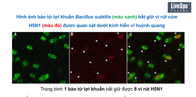 Chủ động tăng đề kháng đường hô hấp bằng bào tử lợi khuẩn trong mùa dịch - Ảnh 1.