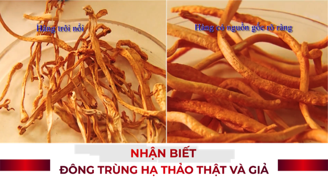 Mua Đông trùng hạ thảo chọn tự nhiên hay nuôi cấy nhân tạo ? - Ảnh 1.