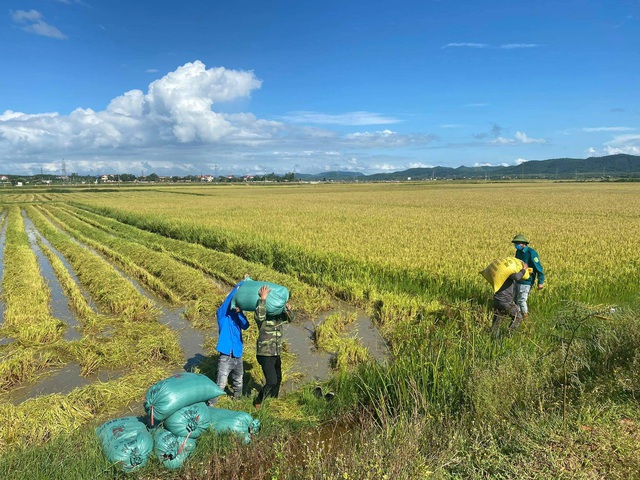 Đoàn viên thanh niên tại Quảng Bình hăng hái giúp người dân vùng bị phong tỏa thu hoạch lúa, hoa màu - Ảnh 4.