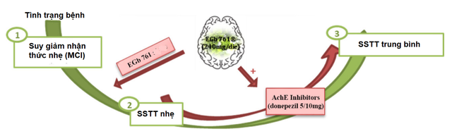 Vai trò Ginkgo Biloba (Egb761) trong suy giảm nhận thức nhẹ - Ảnh 3.