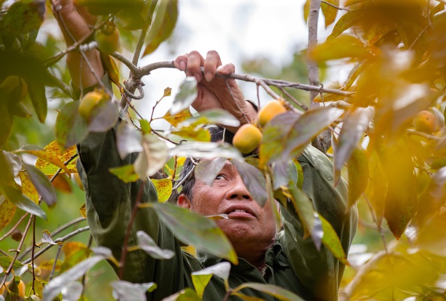 Người dân phấn khởi khi &quot;thủ phủ&quot; trồng hồng&quot; ở Nghệ An trĩu quả  - Ảnh 9.