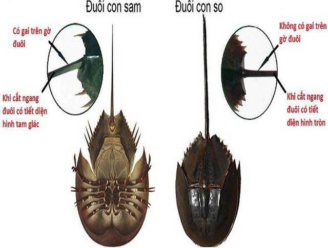 Cách nhận biết và sơ cứu khi ngộ độc hải sản  - Ảnh 6.