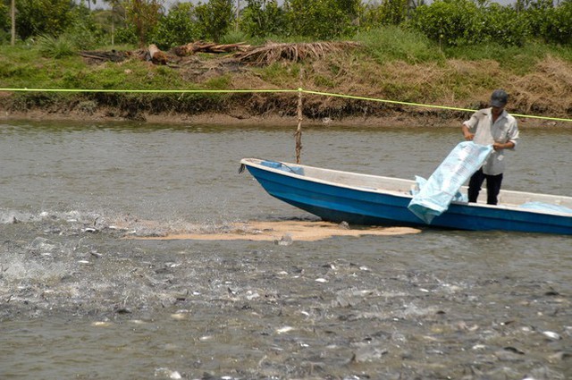 Vực dậy chuỗi sản xuất ca tra bằng nhiều giải pháp đồng bộ sau dịch COVID-19 - Ảnh 1. Vực dậy chuỗi sản xuất ca tra bằng nhiều giải pháp đồng bộ sau dịch COVID-19 - Ảnh 1.