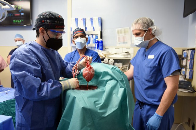 Ca ghép tim lợn đầu tiên trên người mở ra lựa chọn mới cho ngành ghép tạng - Ảnh 2.
