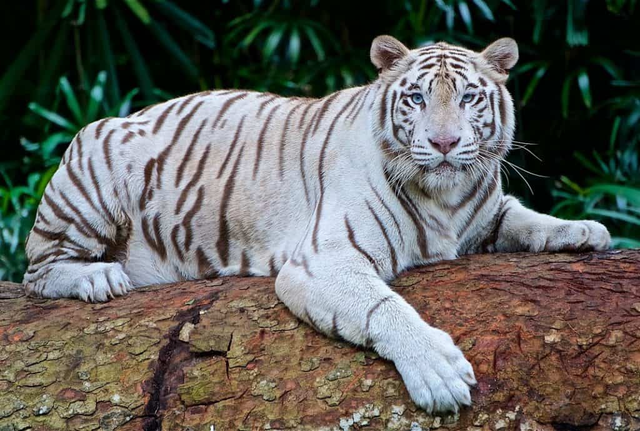 6 loài hổ quý hiếm nhất hành tinh - Ảnh 11.