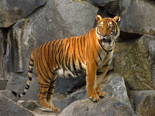 6 loài hổ quý hiếm nhất hành tinh - Ảnh 7.