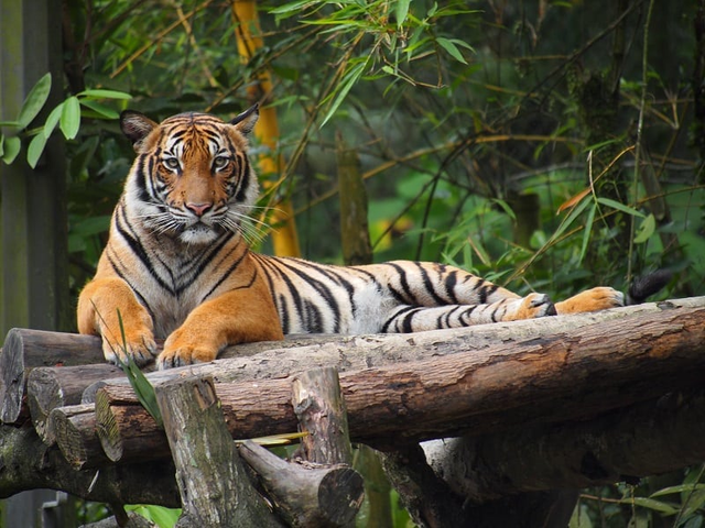 6 loài hổ quý hiếm nhất hành tinh - Ảnh 5.