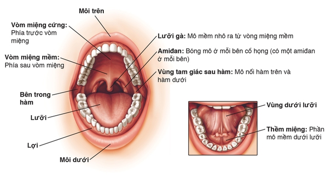 Ung thư khoang miệng: Biểu hiện, điều trị và cách chăm sóc đúng  - Ảnh 1.