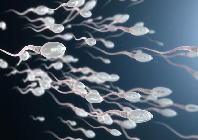 Vì sao tinh trùng phân mảnh ADN là nguyên nhân gây vô sinh, hiếm muộn ở nam giới? - Ảnh 1.