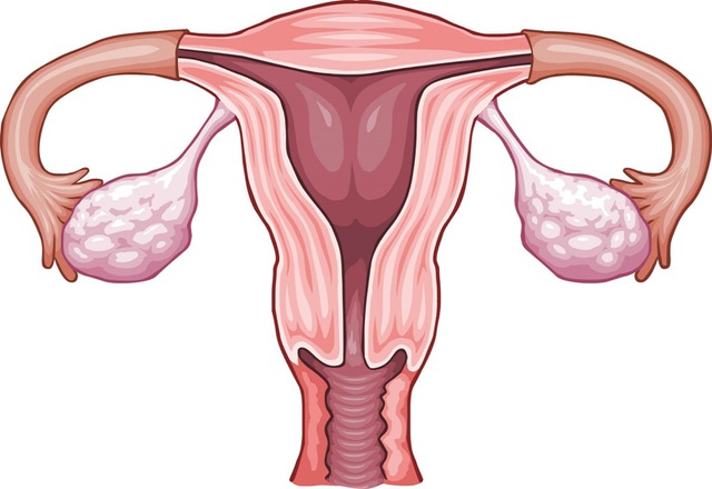 Buồng trứng là một bộ phận thuộc cơ quan sinh dục nữ, có nhiệm vụ sản xuất ra hormone nữ cũng như sản xuất và tích trữ số lượng trứng.