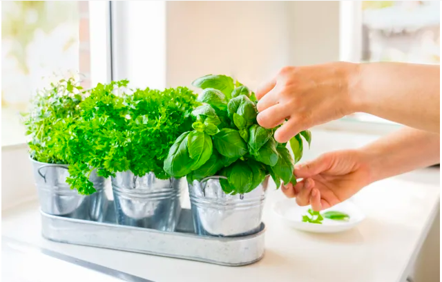5 loại thảo mộc tăng cường sức khỏe bạn có thể trồng trong nhà bếp của mình - Ảnh 1.
