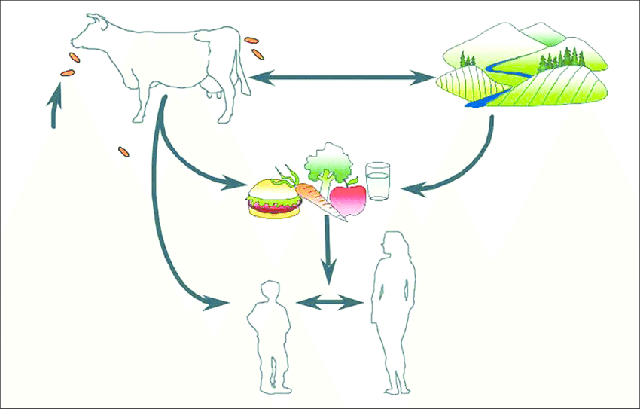 5 chìa khóa để giảm thiểu những vụ ngộ độc thực phẩm nghiêm trọng do vi khuẩn E.Coli - Ảnh 3.