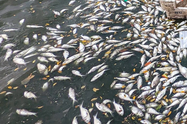 Cá chết nổi trắng hồ Tây khiến cuộc sống người dân thay đổi thế nào? - Ảnh 2.