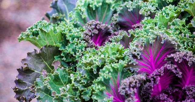 Ăn cải xoăn (cải Kale) để hưởng những lợi ích sức khoẻ to lớn - Ảnh 6.