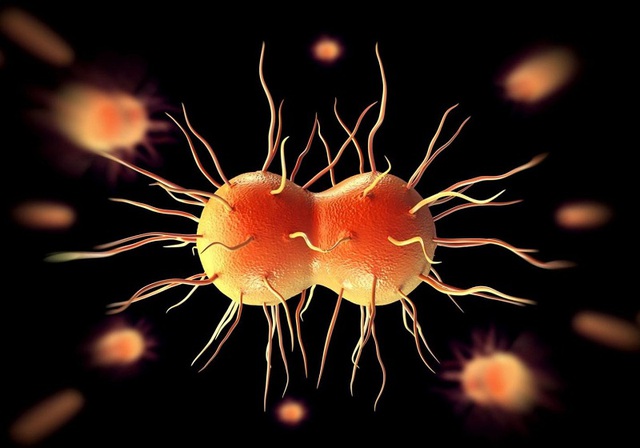 Bệnh lậu do vi khuẩn Neisseria gonorrhea gây ra, loại vi khuẩn này hay có ở những vùng ẩm ướt của cơ thể như âm đạo, dương vật, mắt, họng và trực tràng.