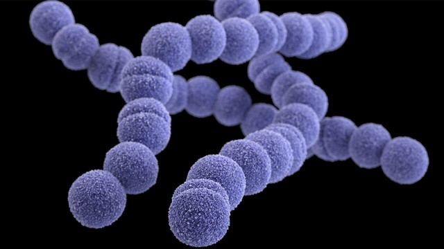 Strep A, loại vi khuẩn thông thường khiến 6 trẻ em ở Anh quốc thiệt mạng nguy hiểm thế nào? - Ảnh 2.