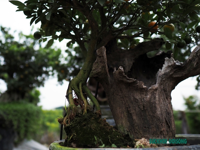 Quất mộc căn – Xu hướng bonsai Tết 2023 lên ngôi - Ảnh 7.