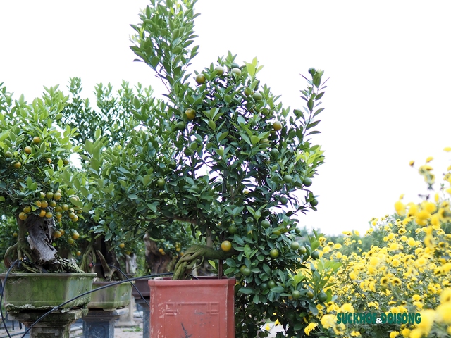 Quất mộc căn – Xu hướng bonsai Tết 2023 lên ngôi - Ảnh 4.
