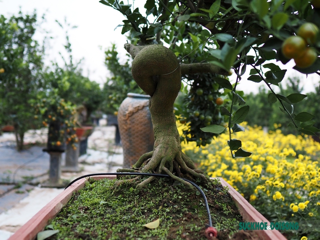Quất mộc căn – Xu hướng bonsai Tết 2023 lên ngôi - Ảnh 5.