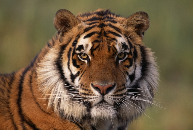 Năm hổ 2022  hổ biểu trưng cho sức mạnh quyền lực và trí tuệ