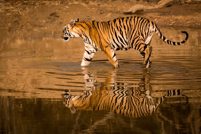 Hổ yêu thương nước và tập bơi rất rất giỏi