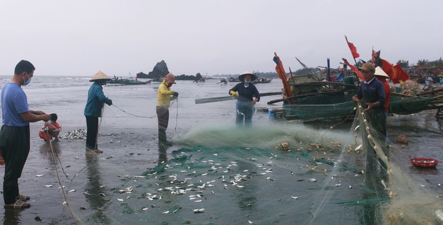 Ngư dân thu tiền triệu từ sứa biển, cá trích - Ảnh 1.