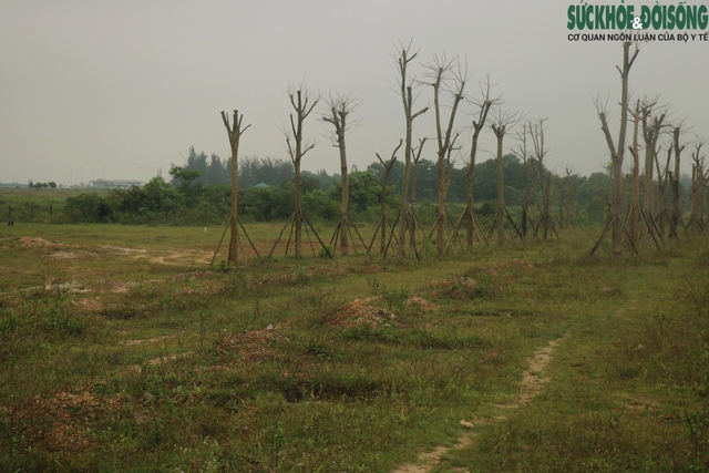 Thừa Thiên Huế: Hàng loạt cây xanh tạo điểm nhấn cho cửa ngõ phía Nam tróc vỏ, chết khô - Ảnh 7.