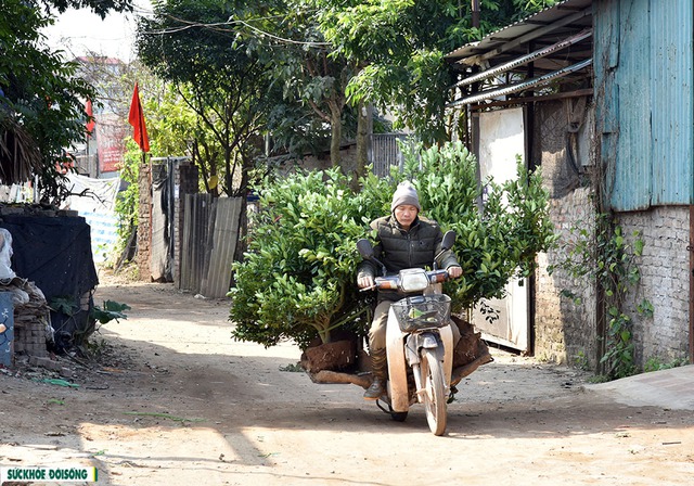 Nhà vườn tất bật gò thế, tạo dáng cho quất - Ảnh 2.