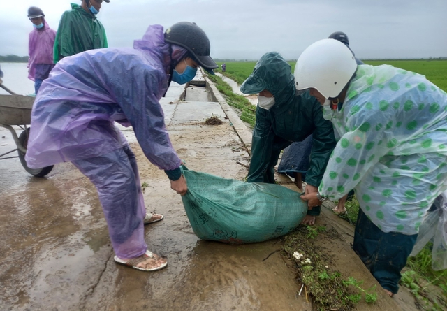 Bộ đội, dân quân dầm mưa giúp dân cứu lúa trước nguy cơ bị ngập  - Ảnh 4.