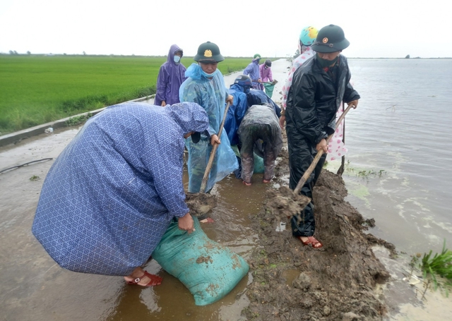 Bộ đội, dân quân dầm mưa giúp dân cứu lúa trước nguy cơ bị ngập  - Ảnh 5.