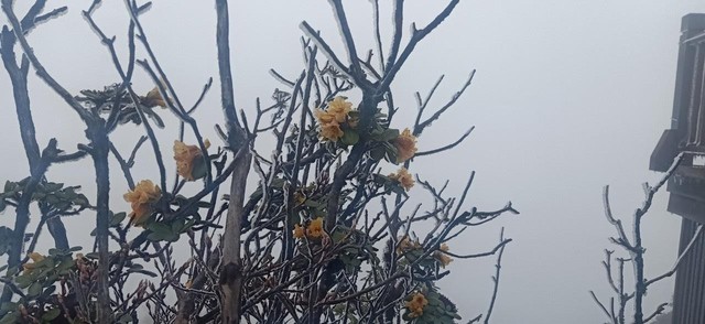 Chớm hè, ngắm hoa đỗ quyên rực rỡ trên dãy Hoàng Liên Sơn - Ảnh 3.