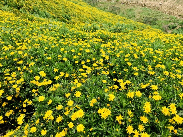 Chớm hè, ngắm hoa đỗ quyên rực rỡ trên dãy Hoàng Liên Sơn - Ảnh 8.