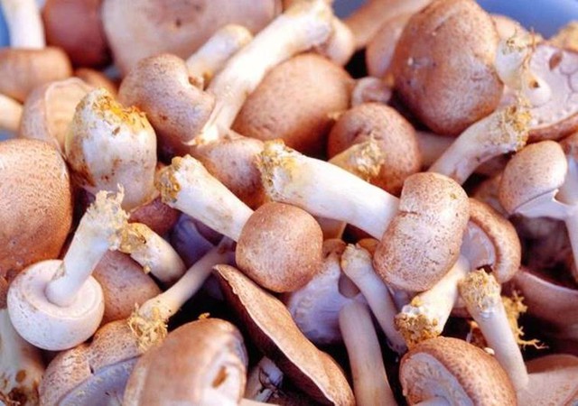 Nếu bạn quan tâm đến sức khỏe, nên tìm hiểu lợi ích của Fucoidan - Ảnh 2. Nếu bạn quan tâm đến sức khỏe, nên tìm hiểu lợi ích của Fucoidan - Ảnh 2.