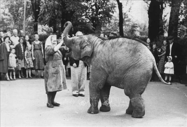 Chuyện hai chú voi Bác Hồ tặng Vườn bách thú Leningrad - Ảnh 1.