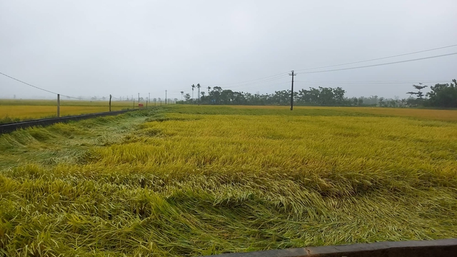 Hàng nghìn ha lúa sắp thu hoạch ngã đổ do mưa lớn bất thường - Ảnh 2.