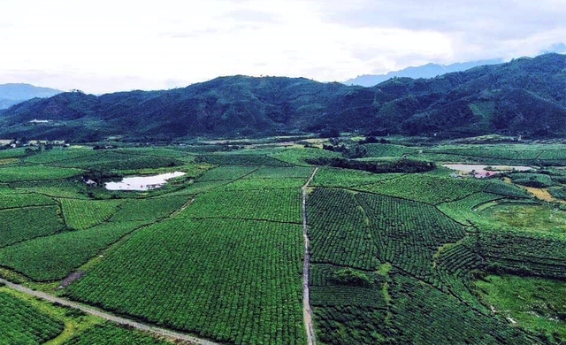 Lai Châu xúc tiến đưa sản phẩm chè vào thị trường Trung Đông, Bắc Phi và Nam Á  - Ảnh 1.