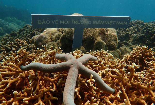 Mất hàng nghìn năm mới khôi phục được rạn san hô - Ảnh 2.
