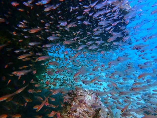 Thế giới độc đáo, cuốn hút của san hô - Ảnh 8.