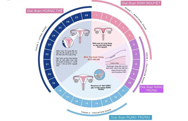 Các giai đoạn của chu kỳ kinh nguyệt - Ảnh 2.
