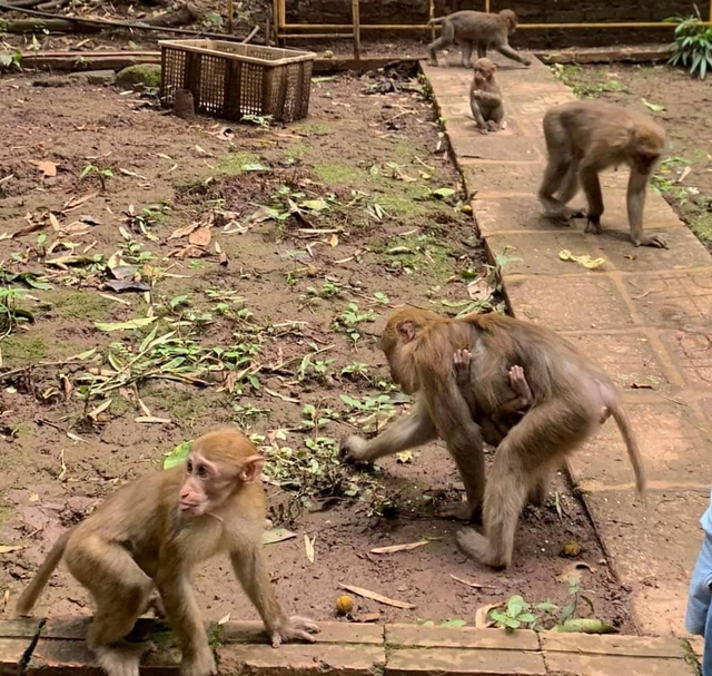 Đi tham quan khu du lịch sinh thái ở Sơn La, một trẻ nhỏ bị khỉ tự nhiên tấn công - Ảnh 1.