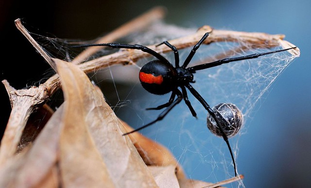 Nọc độc của nhện có thể ngăn ngừa tổn thương tim sau đột quỵ - Ảnh 1.