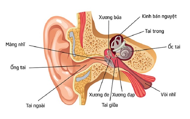 Tác nhân gây bệnh viêm tai ngoài ác tính - Ảnh 2.