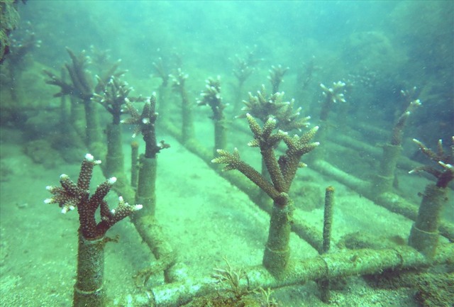 Đã có giải pháp phục hồi san hô ở Hòn Mun - Ảnh 3.