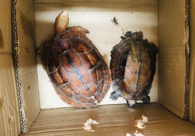 Khởi tố vụ mua bán 2 cá thể rùa quý hiếm ở Quảng Trị - Ảnh 1.