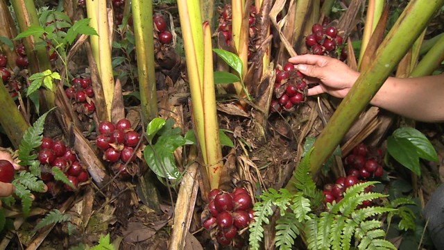 Mô hình trồng cây dược liệu dưới tán rừng, hướng đi mới hiệu quả cho người dân vùng sâu - Ảnh 2.