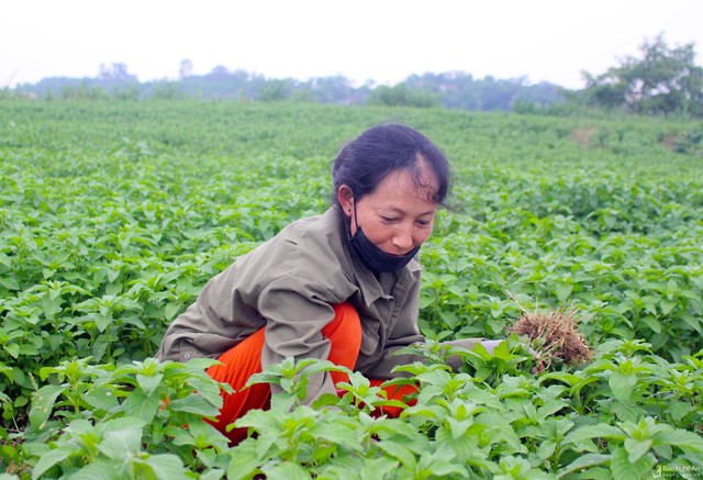 Nghệ An phát triển bền vững cây dược liệu - Ảnh 1.